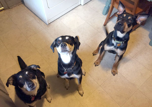 martin-owensdogparkPW5-V2-032116